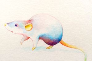 Милые рисунки крыски