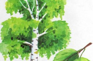 Березка рисунок