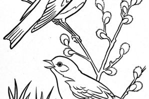 Верба раскраска