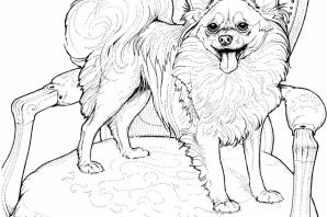Раскраска шпиц