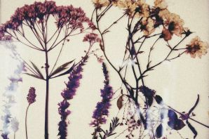 Рисунок травинки