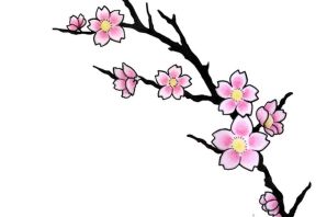 Сакура эскиз