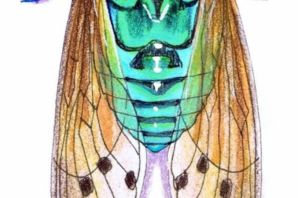 Цикада эскиз