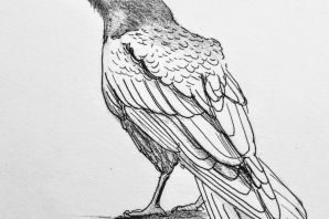 Ворон раскраска