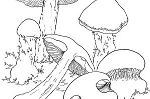 Гриб груздь раскраска