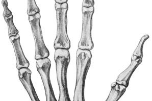 Кости руки рисунок
