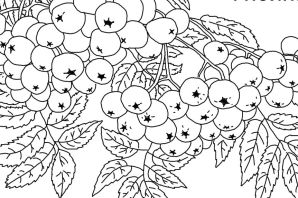 Раскраска калина