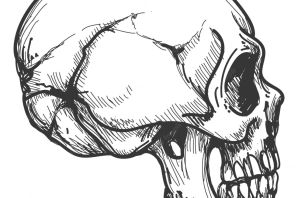 Череп сбоку рисунок