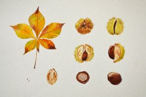 Каштан рисунок