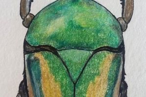 Майский жук рисунок