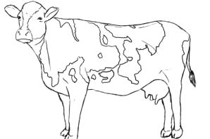 Теленок раскраска