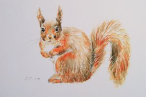 Легкие рисунки белки