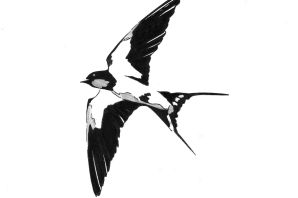 Ласточка эскиз