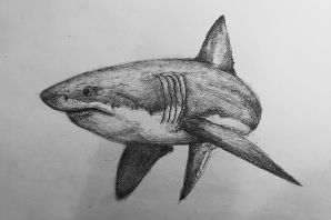 Акула для срисовки