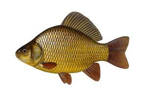 Сазан рисунок