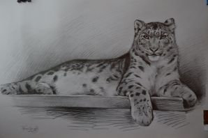 Барс рисунок