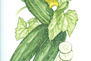 Огурчик рисунок