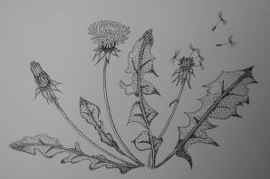 Рисунок лопуха