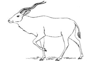 Газель раскраска