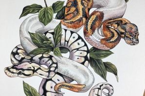 Удав рисунок