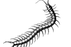 Многоножка рисунок