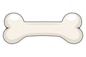 Кость рисунок
