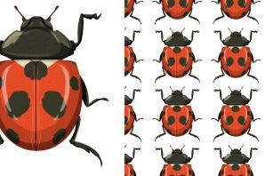 Рисунок жук