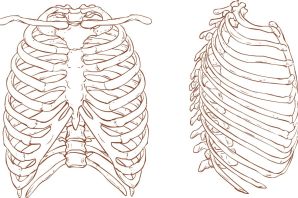 Ребра рисунок