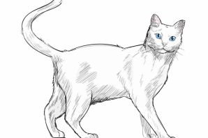 Кот сбоку рисунок