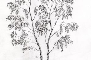 Березка раскраска