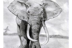 Слон для срисовки