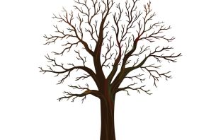 Ствол дуба рисунок