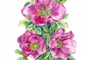 Шиповник рисунок