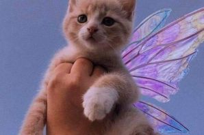 Рисунок котик с крылышками