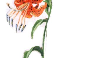 Саранка рисунок