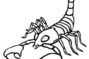 Рисунок скорпиона карандашом для срисовки