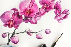 Ветка орхидеи рисунок