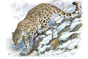 Дальневосточный леопард рисунок для детей