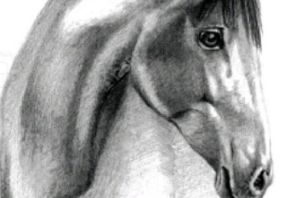 Рисунок карандашом голова лошади