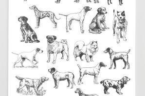 Породы собак рисунки