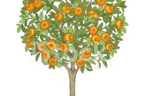 Апельсиновое дерево рисунок