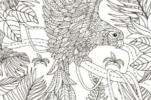 Раскраска антистресс колибри