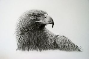 Орел птица рисунок