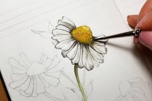 Рисунок ромашки карандашом для срисовки
