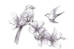 Птицы рисунки карандашом