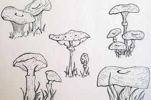 Рисунок гриба карандашом для срисовки