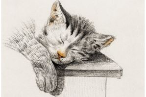 Спящая кошка рисунок