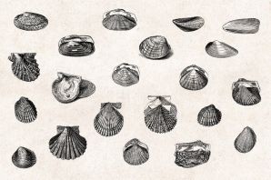 Моллюски рисунок
