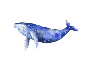 Рисунки кита