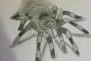 Паук тарантул рисунок